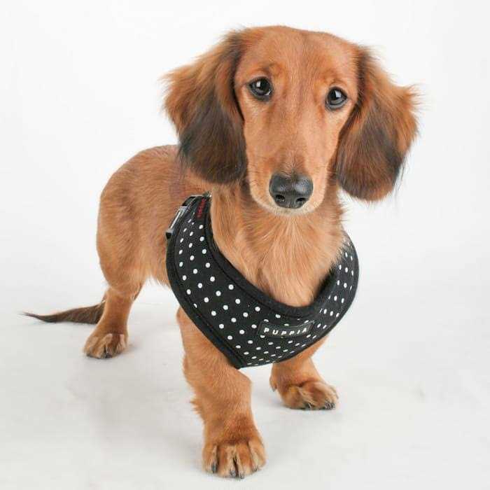 Dotty Harness A97171