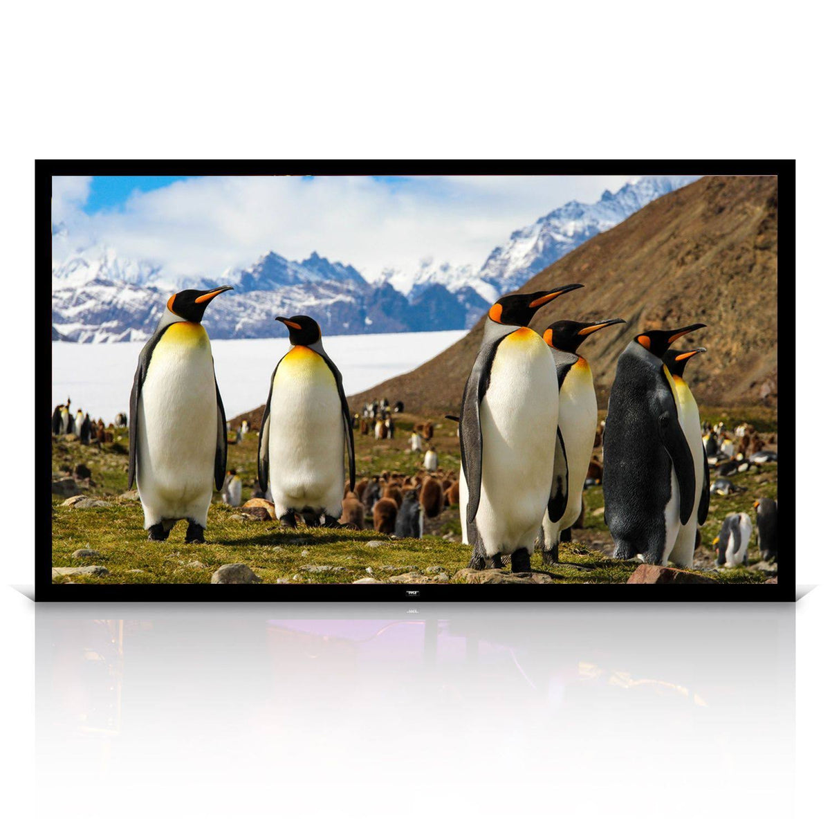 110x22 Fixed Wall-Mount Projector Screen V523044