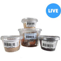 Juvenile Leopard Gecko Feeder Bundle B986