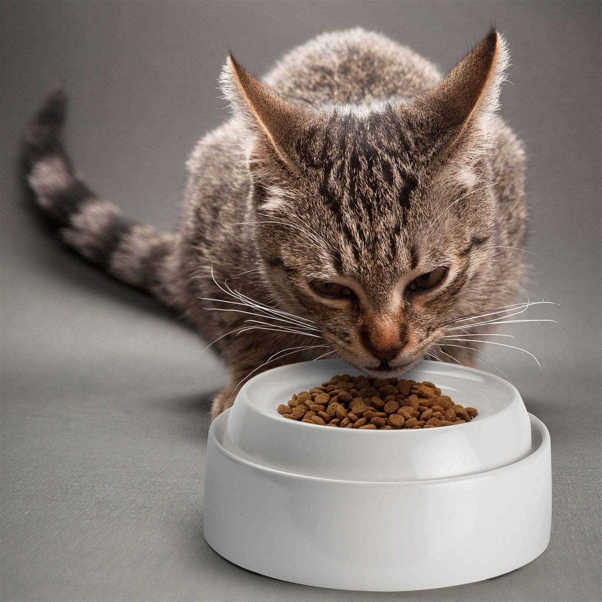 Whisker Stress Free Cat Food Bowl O353490