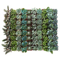 Collection of 64 Succulent Q73297