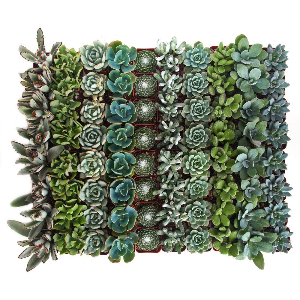 Collection of 64 Succulent Q73297