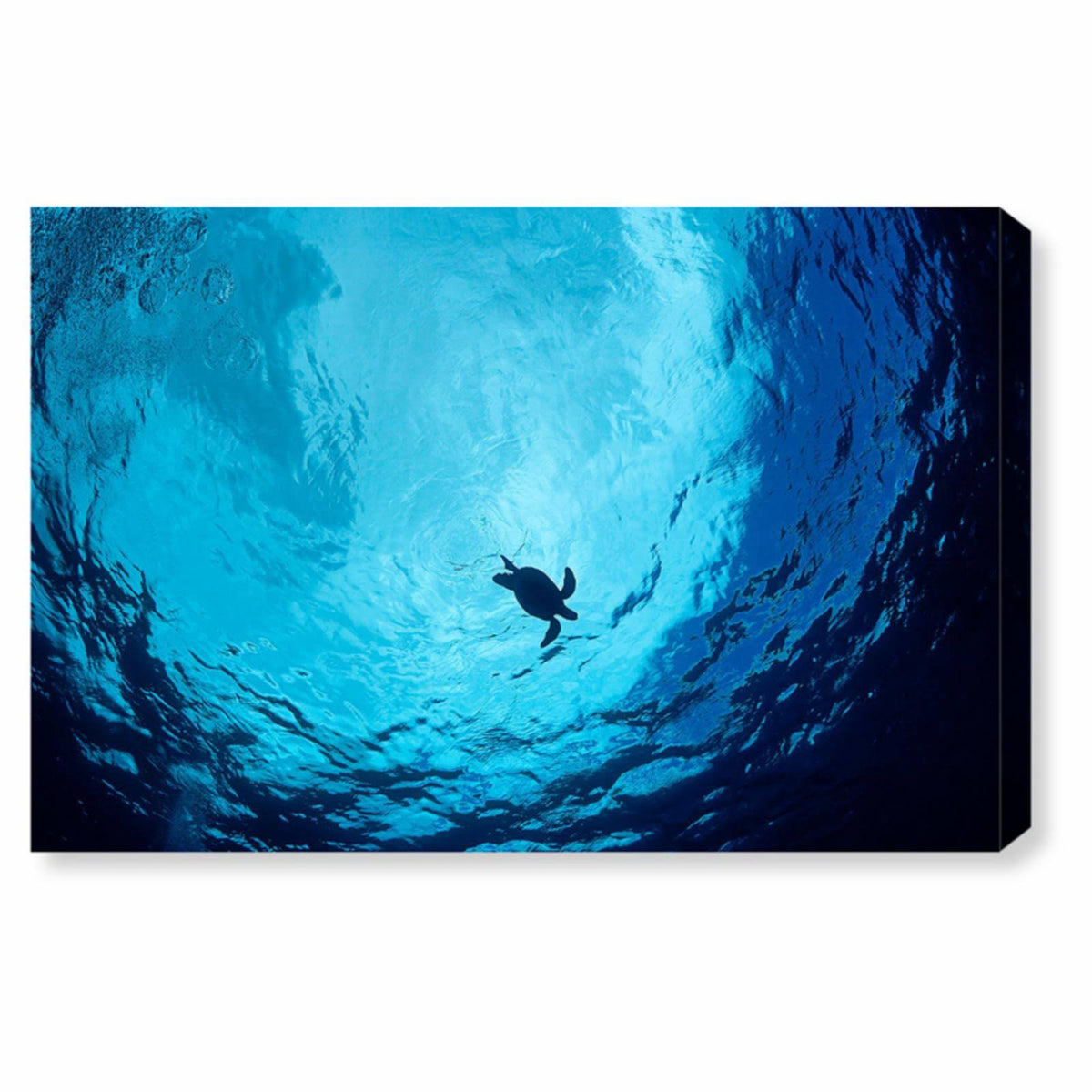 Blue Green Sea Turtle Canvas Art P21468