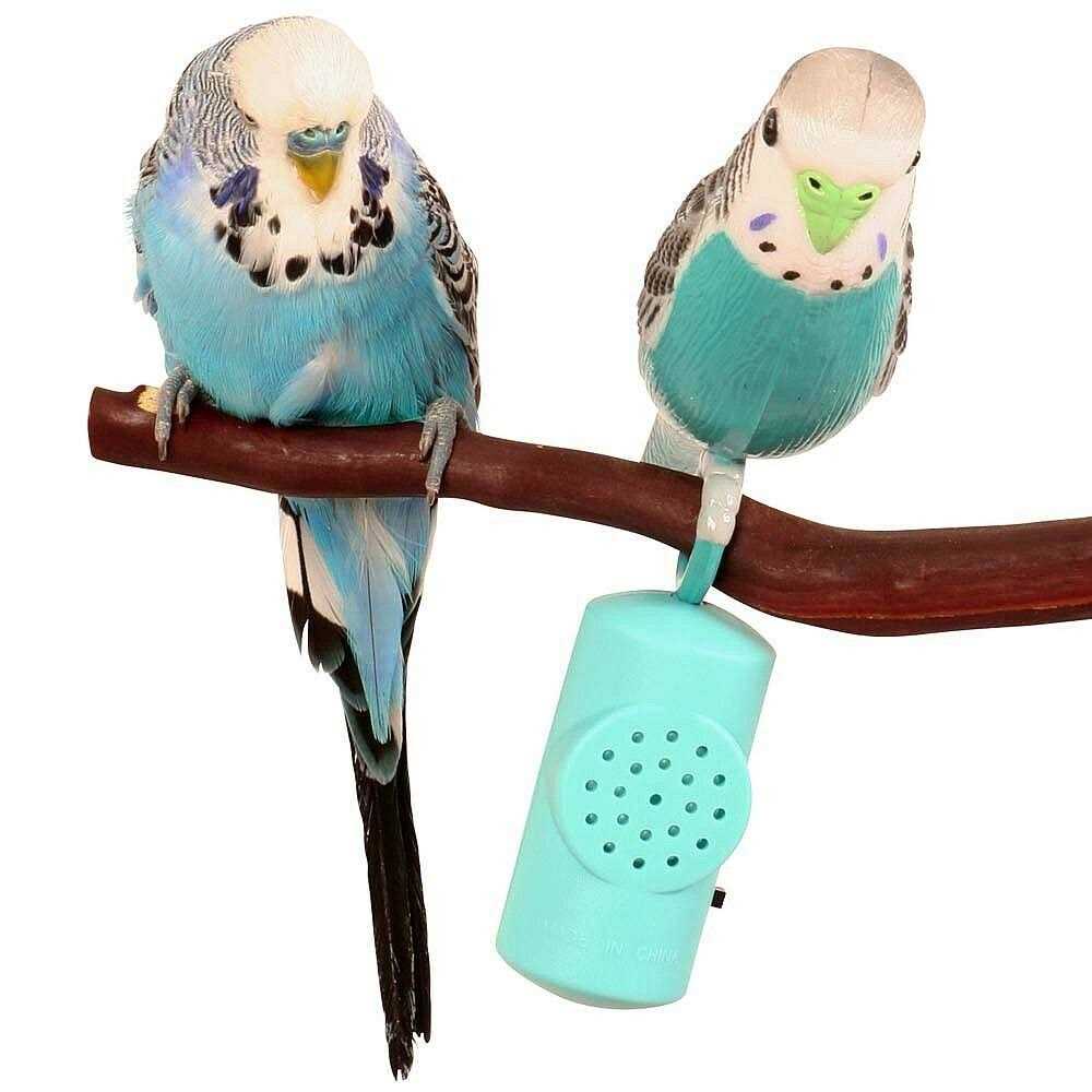 Singing Parakeet L237724